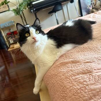 Rescue Domestic Medium Hair Cats for Adoption in Los Angeles, California - Milk | PetCurious