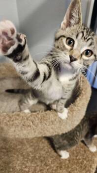 Rescue Domestic Short Hair Cats for Adoption in Lubbock, Texas - Lincoln | PetCurious