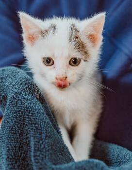 Rescue Domestic Short Hair Cats for Adoption in Le Mars, Iowa - Motta (Green Collar) | PetCurious