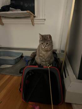 Domestic Short Hair Cats Available for Adoption - Machu Peachu | PetCurious