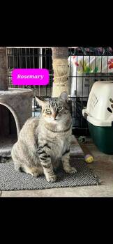 Rescue Domestic Short Hair Cats for Adoption in Dorr, Michigan - Rosemary | PetCurious