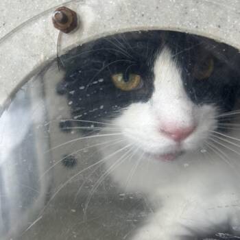 Domestic Long Hair Cats Available for Adoption - Ludwig | PetCurious