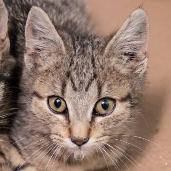 Domestic Short Hair Cats Available for Adoption - Baby Nawlins | PetCurious