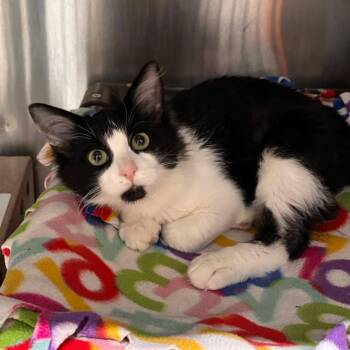 Felix -  Domestic Medium Hair Cat for Adoption in Stillwater, Oklahoma - Felix | PetCurious