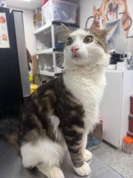 Mito -  Domestic Short Hair Cat for Adoption in Pomona, New York - Mito | PetCurious