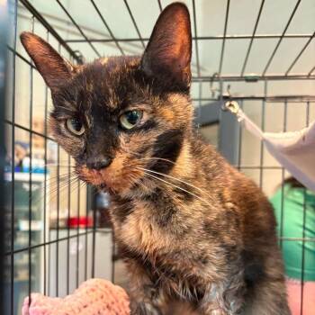 Domestic Short Hair Cats Available for Adoption in Huntington, West Virginia - Minoris | PetCurious