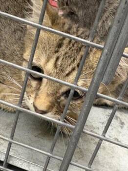 A1433557 -  Domestic Short Hair Cat for Adoption in Las Vegas, Nevada - A1433557 | PetCurious