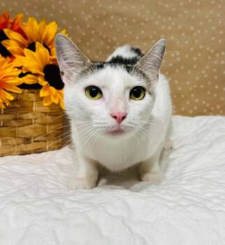 Nadia -  Domestic Short Hair Cat for Adoption in Groveland, Massachusetts - Nadia | PetCurious