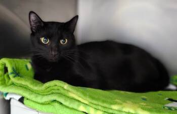 Rescue Domestic Short Hair Cats for Adoption in Cincinnati, Ohio - Apres Ski | PetCurious