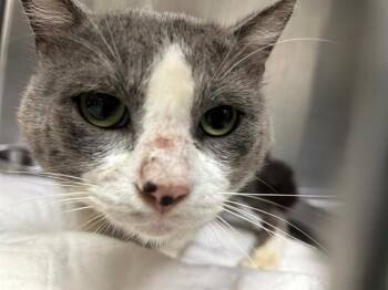 ALVIN -  Domestic Short Hair Cat for Adoption in Pasadena, Texas - ALVIN | PetCurious