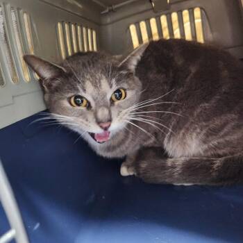 Domestic Short Hair Cats Available for Adoption - Bella | PetCurious