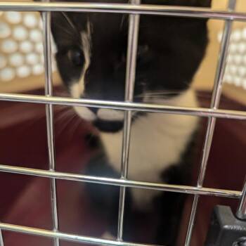 Delight -  Domestic Short Hair Cat for Adoption in Charlottesville, Virginia - Delight | PetCurious