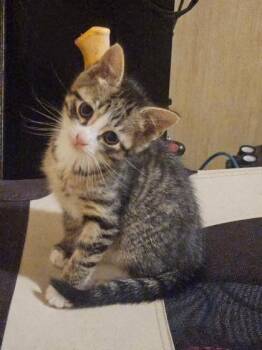 Domestic Short Hair Cats Available for Adoption in Fairhope, Alabama - Cupid | PetCurious