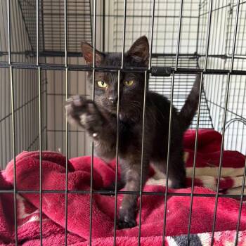 Seven -  Domestic Short Hair Cat for Adoption in Valdosta, Georgia - Seven | PetCurious