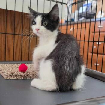 Sobble -  Domestic Short Hair Cat for Adoption in Davenport, Iowa - Sobble | PetCurious