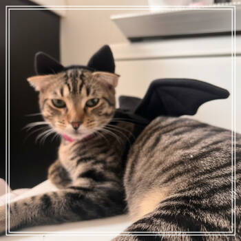 Rescue Domestic Short Hair Cats for Adoption in Long Beach, California - Stevie Melody | PetCurious