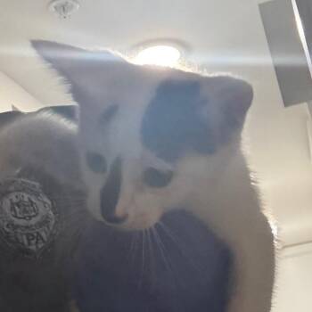 Cowpoke -  Domestic Short Hair Cat for Adoption in Philadelphia, Pennsylvania - Cowpoke | PetCurious