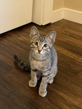 Popcorn -  Tabby and Domestic Short Hair Cat for Adoption in Dallas, Texas - Popcorn | PetCurious