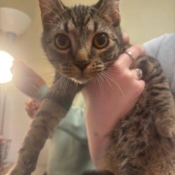 Grimley -  Domestic Short Hair Cat for Adoption in Tulsa, Oklahoma - Grimley | PetCurious