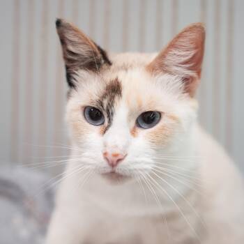 TIWARI -  Siamese Cat for Adoption in Dalton, Georgia - TIWARI | PetCurious