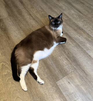 Walter Napa -  Siamese Cat for Adoption in Napa, California - Walter Napa | PetCurious