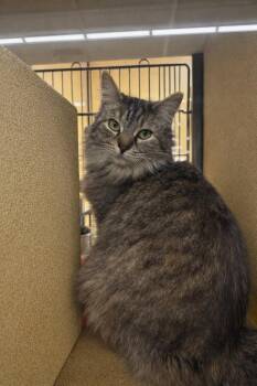 Domestic Medium Hair Cats Available for Adoption - Annie IL | PetCurious