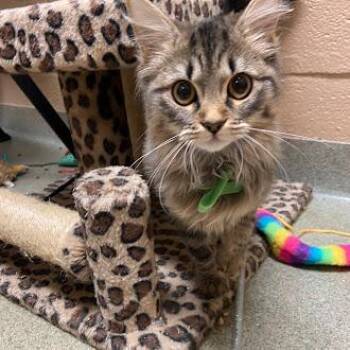 Rescue Domestic Long Hair Cats for Adoption in Germantown, Tennessee - Connie | PetCurious