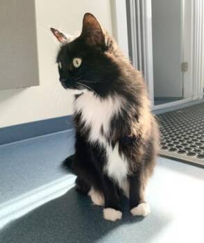 Rescue Domestic Medium Hair Cats for Adoption in Saint Johnsbury, Vermont - Caroline | PetCurious