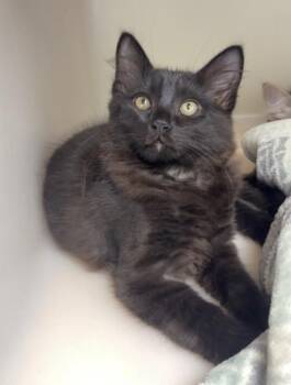 Alexander -  Domestic Long Hair Cat for Adoption in Hollister, California - Alexander | PetCurious