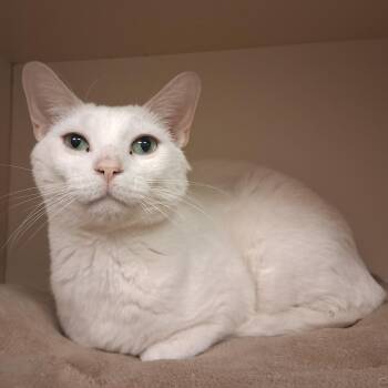 Domestic Short Hair Cats Available for Adoption - Meowrio Lopez | PetCurious