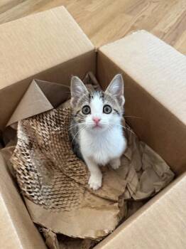 FRENCH -  Domestic Short Hair Cat for Adoption in Broomfield, Colorado - FRENCH | PetCurious