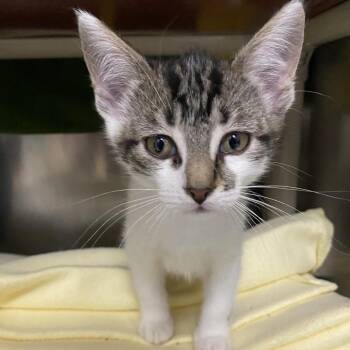 Baron -  Domestic Short Hair Cat Available for Adoption in Walker, Michigan - Baron | PetCurious