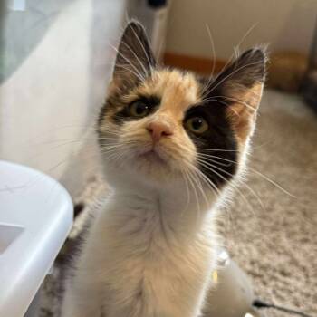 Rescue Domestic Short Hair Cats for Adoption in Huntington, West Virginia - FTA Calico | PetCurious