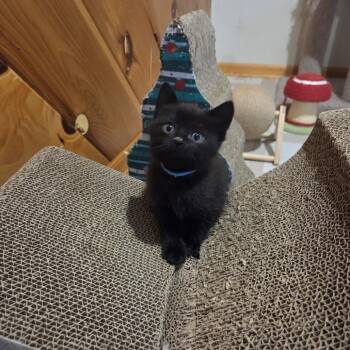 Domestic Short Hair Cats Available for Adoption - Shiraz C10908 | PetCurious