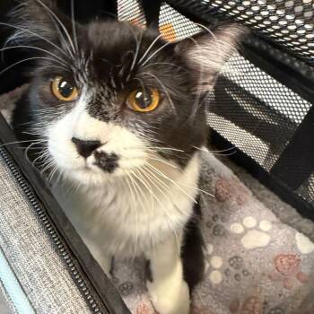 Maddie -  Domestic Long Hair Cat for Adoption in Norman, Oklahoma - Maddie | PetCurious