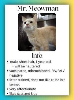 Domestic Short Hair Cats Available for Adoption in Greensburg, Indiana - Mr. Meowman | PetCurious