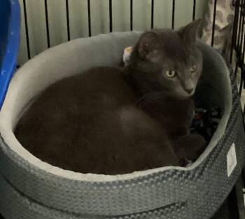 Domestic Short Hair Cats Available for Adoption - LORD GRAY | PetCurious