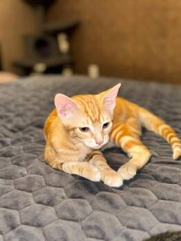 JAX -  Tabby Cat for Adoption in Capshaw, Alabama - JAX | PetCurious