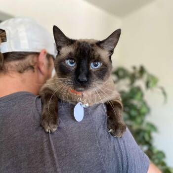 Siamese Cats Available for Adoption in Ramona, California - Shroom | PetCurious