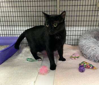Domestic Short Hair Cats Available for Adoption in Raleigh, North Carolina - Thumbelina | PetCurious