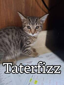 Domestic Short Hair Cats Available for Adoption in Hillsboro, Ohio - Taterfizz | PetCurious