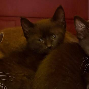 Chip -  Domestic Short Hair Cat for Adoption in Philadelphia, Pennsylvania - Chip | PetCurious