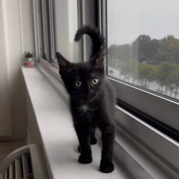 Velvet -  Domestic Short Hair Cat for Adoption in Chicago, Illinois - Velvet | PetCurious