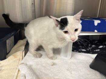 SNOWBALLL -  Domestic Short Hair Cat for Adoption in Minneapolis, Minnesota - SNOWBALLL | PetCurious
