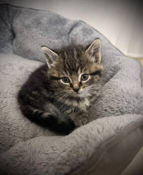 Rescue Domestic Short Hair Cats for Adoption in Cando, North Dakota - Scoot | PetCurious