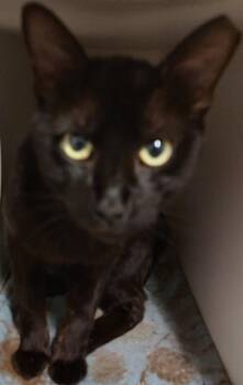 Domestic Short Hair Cats Available for Adoption in Phoenix, Arizona - Blackie | PetCurious