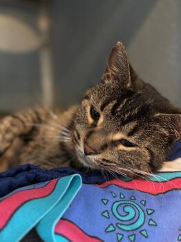 Rescue Domestic Short Hair Cats for Adoption in Renfrew, Pennsylvania - Squeaky | PetCurious