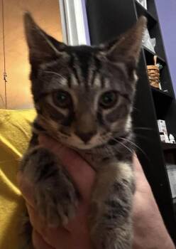 Raisin -  Domestic Short Hair Cat for Adoption in Virginia Beach, Virginia - Raisin | PetCurious