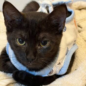 Blakely -  Domestic Short Hair Cat for Adoption in Huntsville, Alabama - Blakely | PetCurious
