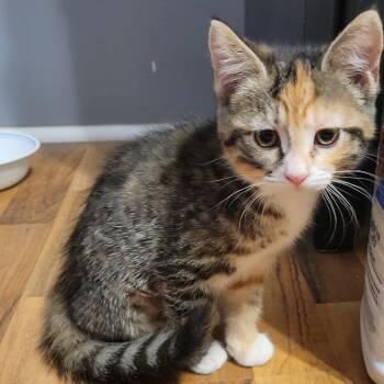 Rescue Domestic Short Hair Cats for Adoption in Plainfield, Illinois - Peggy | PetCurious